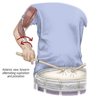 <p><span>The biceps brachii contributes to supination during leisure activities like playing the drums</span></p>