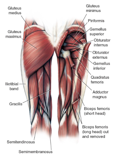 <p>Gluteus maximus *</p><p>Semitendinosus</p><p>Semimembranosus </p><p>Biceps femoris</p><p>Adductor magnus</p>