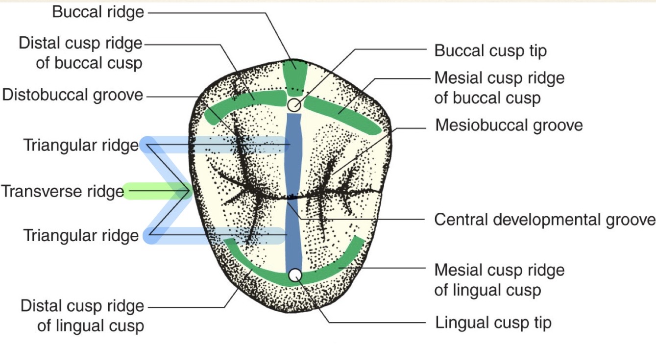 <p>Where buccal and lingual ridge join</p>