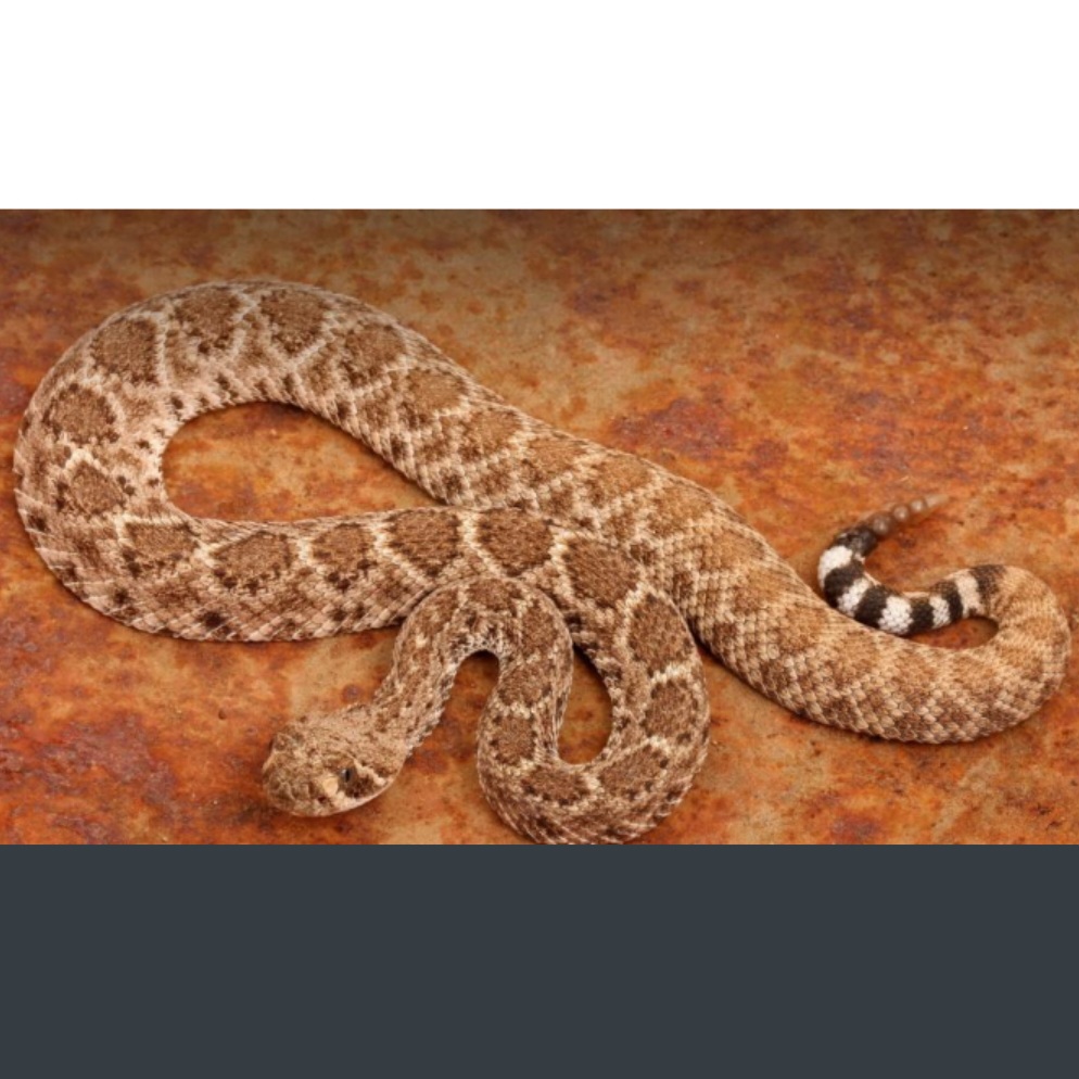 <p>name this animal</p>