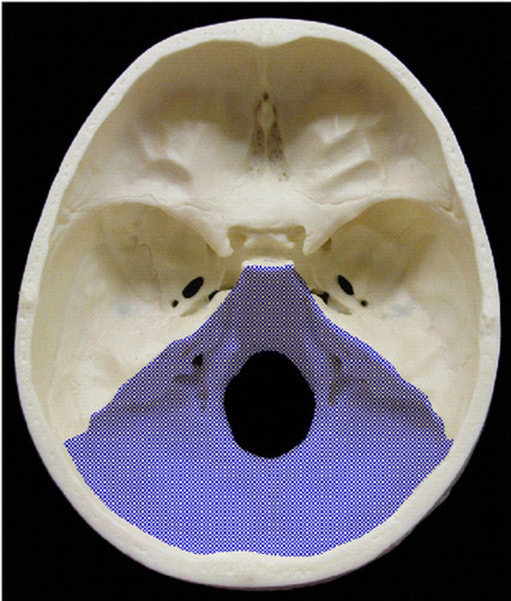 <p>Name the cranial fossa</p>