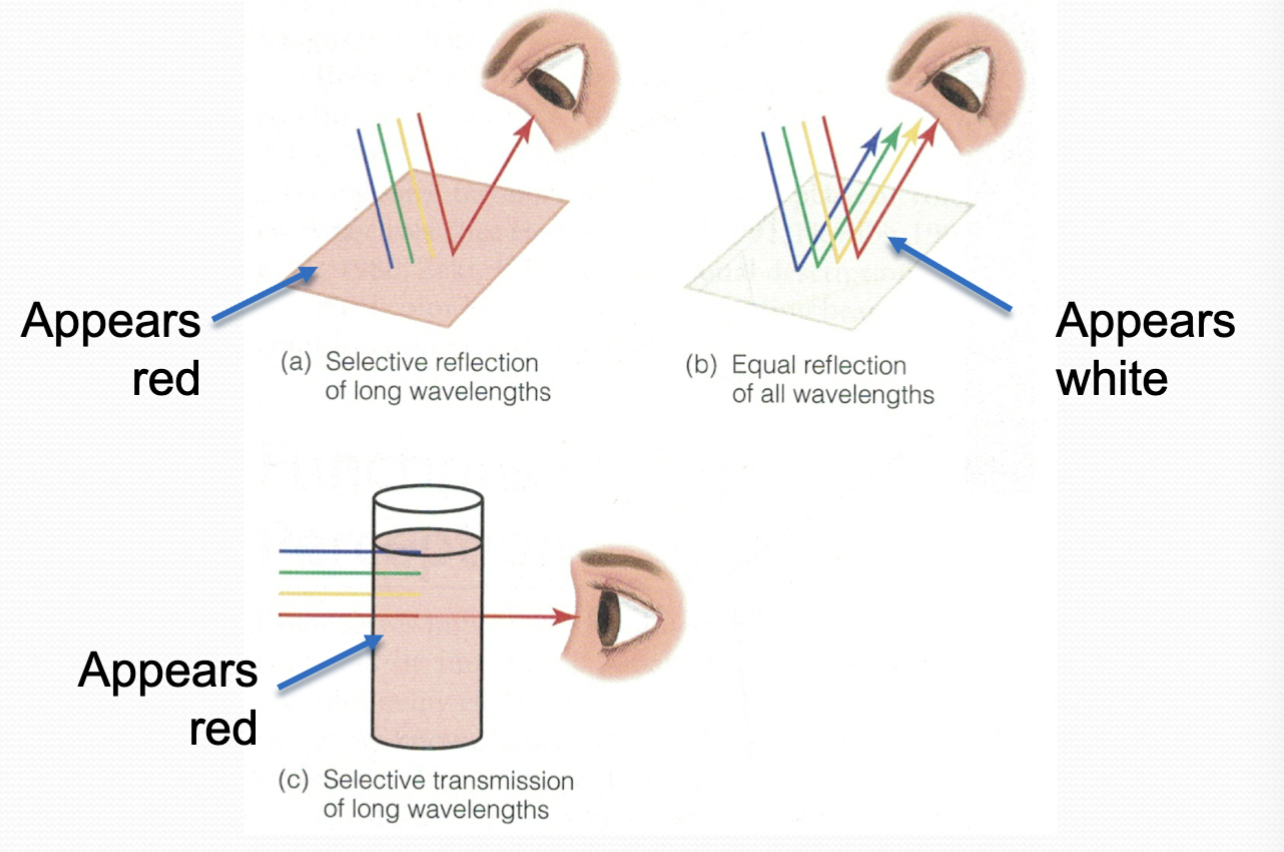 <p>The colour of a transparent object is determined by the colour it transmits.</p><ul><li><p>eg, If an object absorbs blue but transmits red, then it will appear red</p></li></ul><p></p>