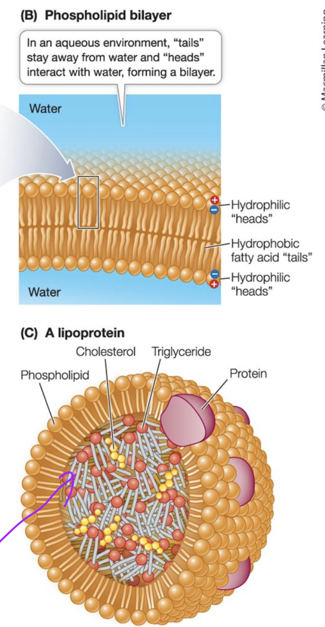 <p>This allows compartmentalisation with different environment on either side of bilayer. </p><ul><li><p>allows diff pH inside vs outside and organelles in cytosol</p></li></ul><p></p>