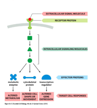 <p>most extracellular signals bind to cell surface receptors which generates intracellular signaling response with intracellular signaling molecules. intracellular molecules activate effector protein → cellular response </p>