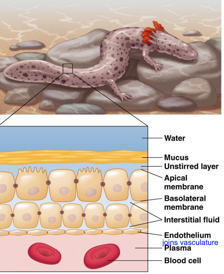 <p>Agree or Disagree: animals use ONE type of tissue to control ion and water balance in internal environments only. (2 - explain why or why not)</p>