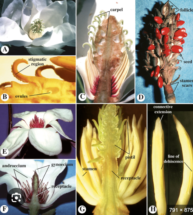 <ul><li><p>Trimerous flowers</p></li><li><p>Pollen with one pore</p></li></ul><p></p>