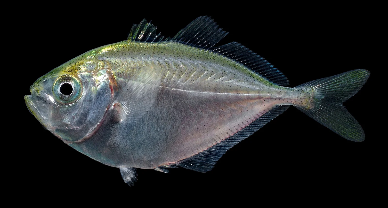 <p>Deeply compressed body, greenish back</p>