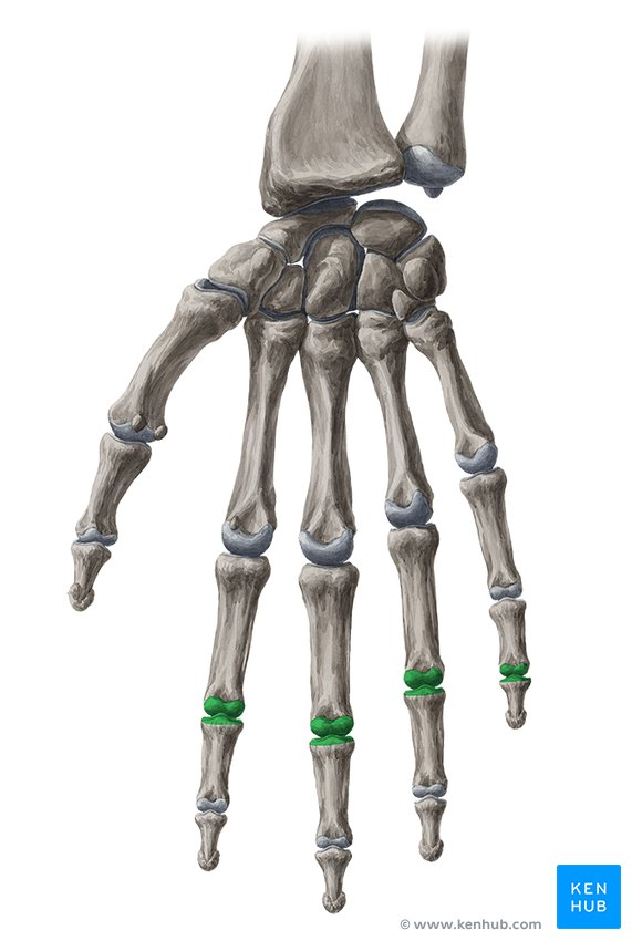 <p>What joint is this within the <strong>Upper-Appendicular Skeleton?</strong></p>