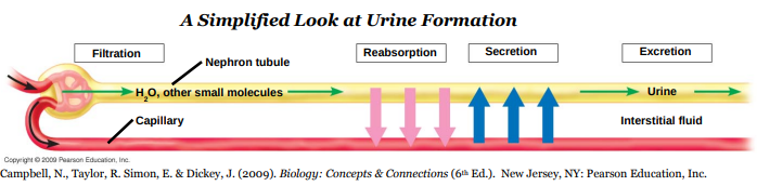 <p>In <strong>3</strong> steps: <strong>glomerular</strong> <strong>filtration</strong>, <strong>reabsorption</strong>, and <strong>secretion</strong></p>