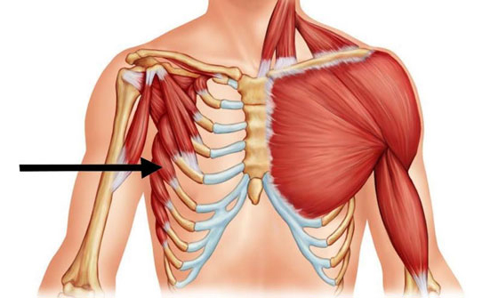 <p>Moves arm from side of body to front of body and assists with inhalation</p>