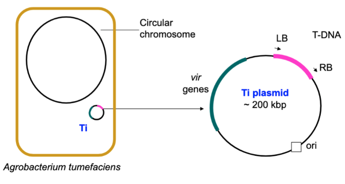 <p>Ti (tumour-inducing) Plasmid</p>