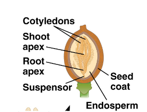 <ul><li><p>Embryo (2N): primary dermal, ground vascular tissue. SAM, RAM, established in the embryo. Cotyledons (dictates eudicot vs. monocot)</p></li><li><p>Endosperm (3N): stores starch, proteins and lipids. Supports embryo in organogenesis. Forms from the double fertilization, as the pollen has two nuclei, one becomes the embryo, the other becomes the endosperm.</p></li><li><p>Seed coat (Parent 2N tissues): thickened cell walls of seed coat help to protect the seed, especially during periods of dormancy.</p></li><li><p>The two cells that are fertilized in a typical angiosperm are: central cell (endosperm) and egg cell (embryo)</p></li><li><p>Embryo is much more reduced in monocot seeds and a single cotyledon. They have protective sheaths called coleoptile that helps protects the young shoot. </p></li><li><p>Endosperm is greatly reduced in eudicots.</p></li><li><p>Gymnosperm seeds are not held in an ovary, while angiosperm seeds are. </p></li></ul><p></p>