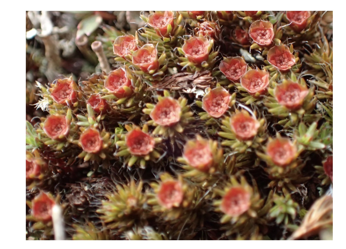 <p>What is the ploidy of the dominant generation? </p>