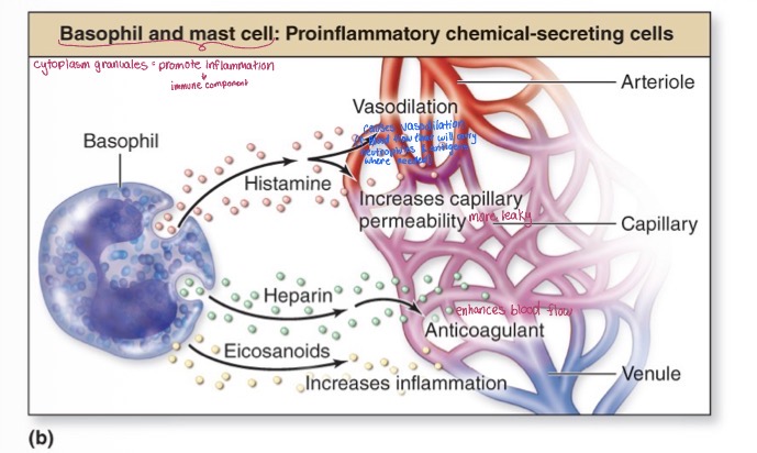 <p>Proinflammatory chemical-secreting cells</p>