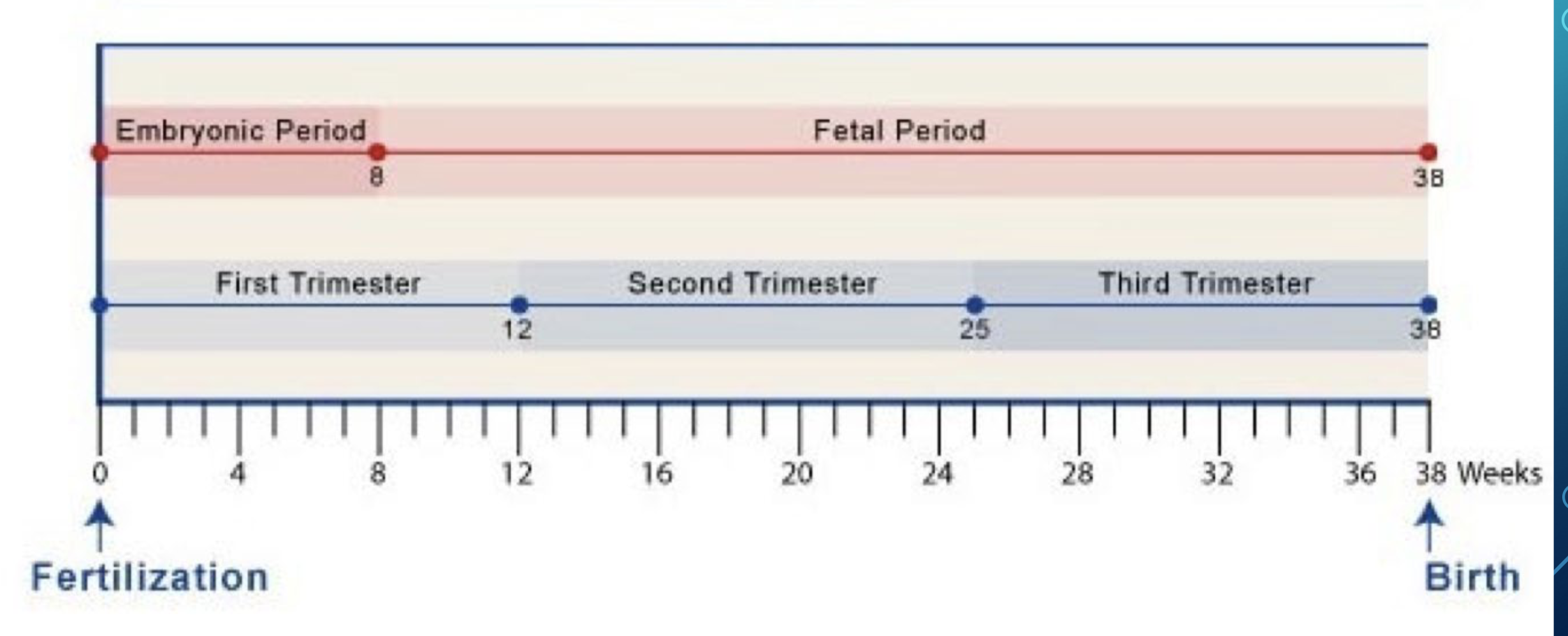<p>Birth typically in 38 weeks</p><p>First Trimester is a big no/no. Do not do dental procedures at this time</p>