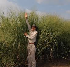<p>Switchgrass</p>