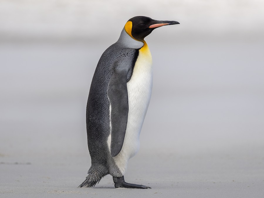 <p>What bird is this?</p>