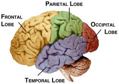 <p>the portion of the cerebral cortex lying just behind the forehead; involved in speaking and muscle movements and in making plans and judgments.</p>