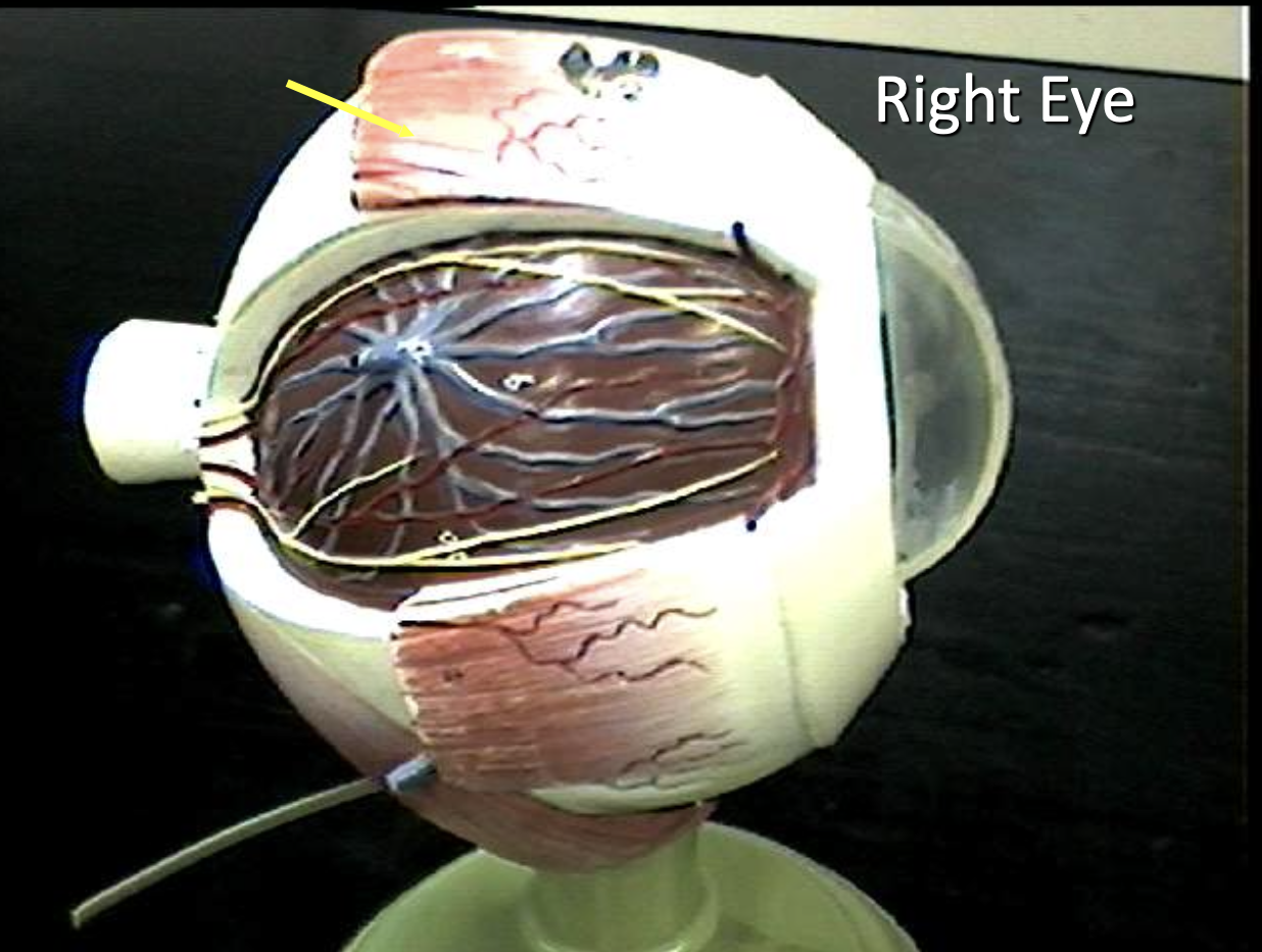 <p>Identify the eye parts of the right eye.</p>