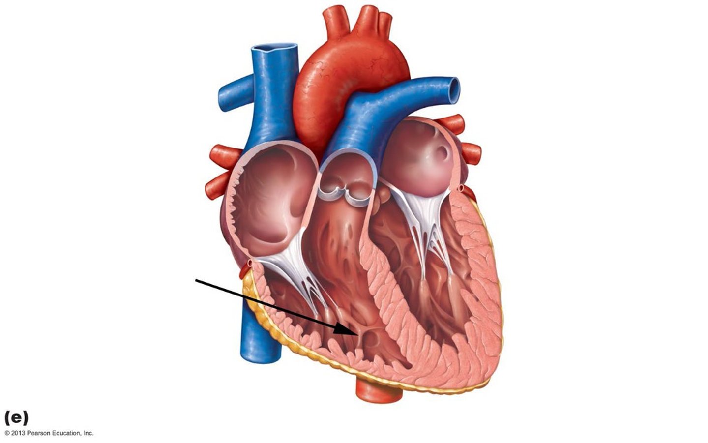 <p>Muscular ridges on the internal walls of the cardiac ventricles.</p>