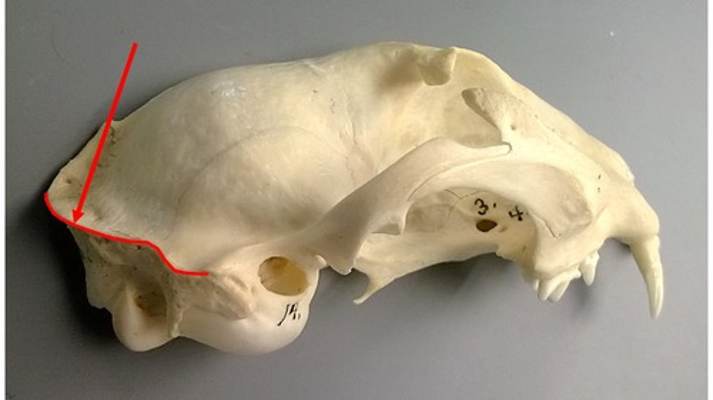<p>Bony ridge across back of skull where muscles supporting head are attached</p>
