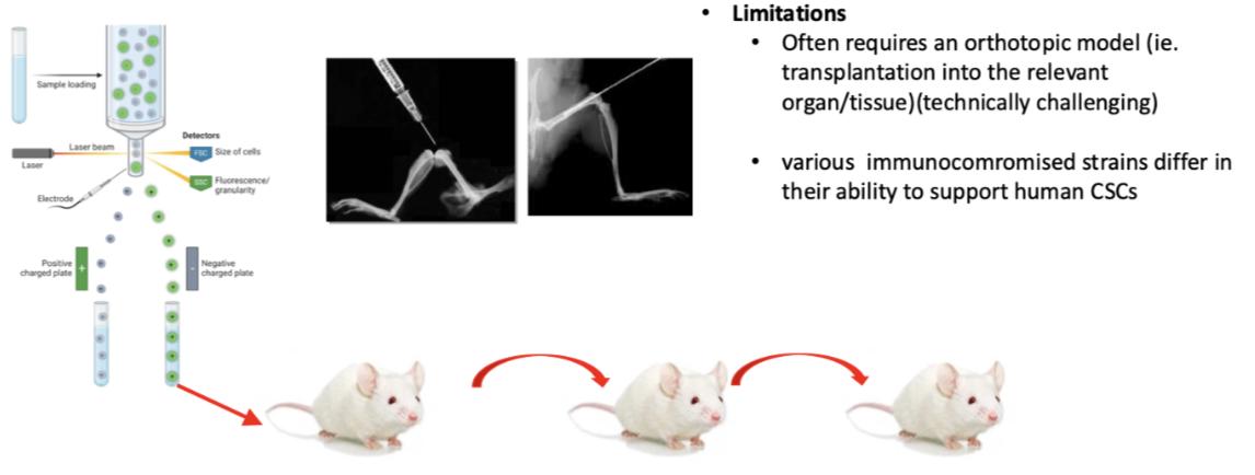 <p><span style="background-color: inherit; line-height: 22px; color: windowtext;">Another major mechanism to test for cancer stem cells&nbsp;</span><span style="line-height: 22px; color: windowtext;">&nbsp;</span></p><ul><li><p>forms cancer in transplanted animal</p></li><li><p>serial transfer of cancer into subsequent animals</p></li></ul><ul><li><p class="Paragraph SCXO121546760 BCX0" style="text-align: left;"><span style="background-color: inherit; line-height: 22px; color: windowtext;">Transplant into mice</span><span style="line-height: 22px; color: windowtext;">&nbsp;</span></p></li><li><p class="Paragraph SCXO121546760 BCX0" style="text-align: left;"><span style="background-color: inherit; line-height: 22px; color: windowtext;">Leukaemia- normally In bone marrow in femur, see whether cells can form leukaemia in that setting</span><span style="line-height: 22px; color: windowtext;">&nbsp;</span></p></li><li><p class="Paragraph SCXO121546760 BCX0" style="text-align: left;"><span style="background-color: inherit; line-height: 22px; color: windowtext;">Called an orthotopic model&nbsp;</span><span style="line-height: 22px; color: windowtext;">&nbsp;</span></p></li></ul><p class="Paragraph SCXO121546760 BCX0" style="text-align: left;"></p>