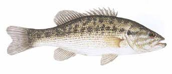 <p>Micropterus punctulatus</p><p>Body olive-green on back with lighter silvery sides and white belly</p><p>Large mouth but not extending</p><p>Circular tooth patch in center of tongue</p><p>Wide black lateral band down side broken into vertical bars or blotches</p><p>Dorsal fins connected</p>