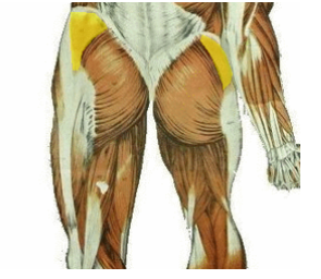 <p>What is the muscle being highlighted? and what is its innervation</p>