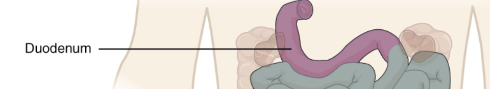 <p>layers of small intestine are the duodenum closest to the stomach</p>