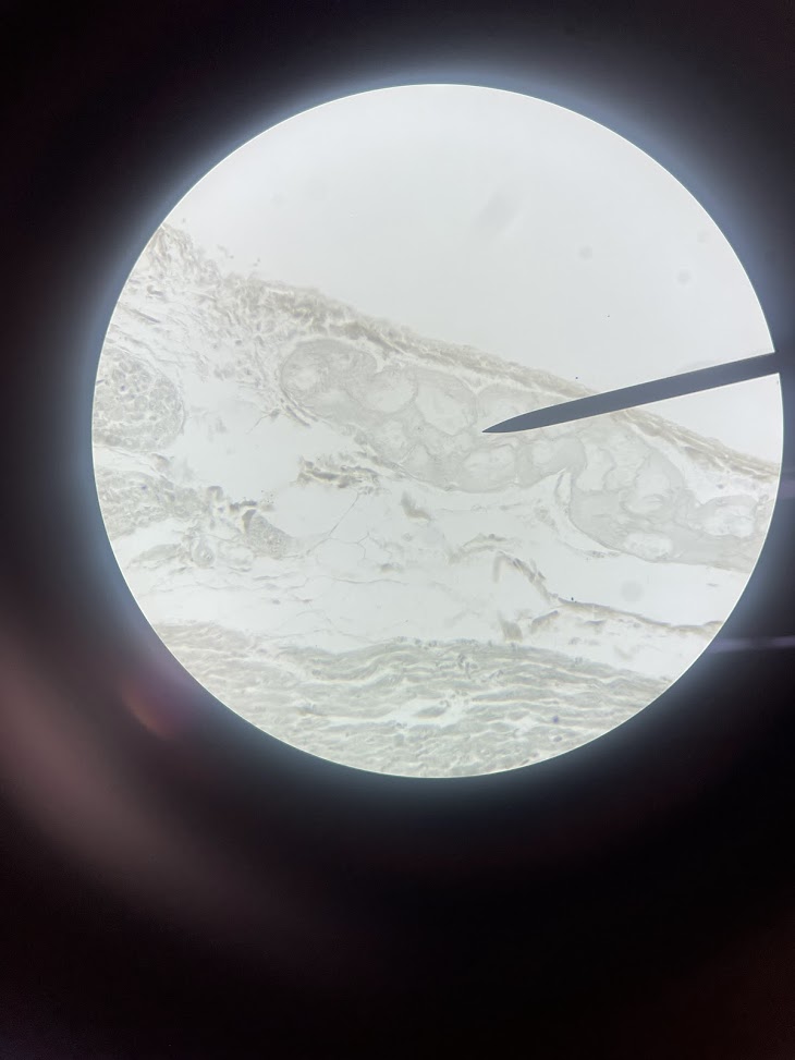 <p>structure name + fiber type</p>