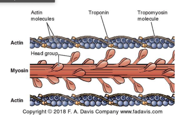 <p><strong>Contractile elements:</strong></p><ul><li><p><strong>Actin:</strong></p><ul><li><p>thin filament </p></li><li><p>binding site for myosin head</p></li><li><p>has troponin + tropomyosin attached to it </p></li></ul></li></ul><p></p><ul><li><p><strong>Myosin:</strong></p><ul><li><p>thick filament </p></li><li><p>head region acts like an enzymatic binding site for ATP hydrolysis</p></li></ul></li></ul><p></p><p></p><ul><li><p><strong>Myofibril</strong> = bundles of myofilaments</p></li></ul><p></p>
