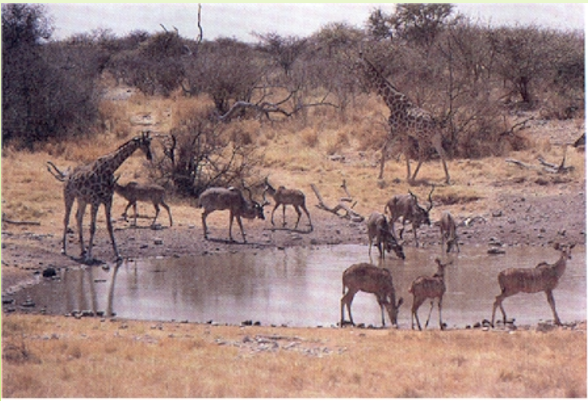 <p>Group of individuals from a single species at a particular space and time and the interactions that bind them.</p>