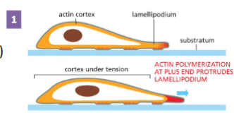 <p>Cell sends out protrusions at the leading</p><p>edge</p><p>Actin filament plus end (where actin is most dynamic)</p><p>is right under the plasma membrane.</p><p>• Actin polymerizes forming the cell protrusion (e.g.,</p><p>lamellipodium)</p>