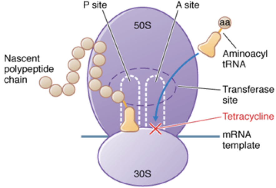<p>Binds REVERSIBLY to the 30S subunit on its <strong>Acceptor (A) Site </strong>(see image)</p><ul><li><p>Blocks the binding of aminoacyl - tRNA to the mRNA-ribosome complex, preventing elongation of the peptide chain</p></li><li><p>Prevents it from growing / multiplying = bacteriostatic </p></li></ul><p></p>