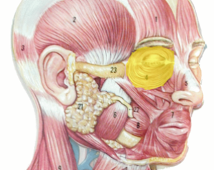 <p>What is the highlighted region? and what is its action? what is its innervation?</p>