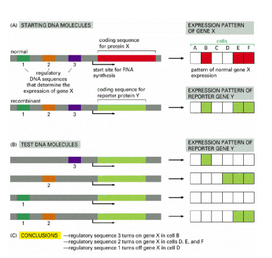 <p><span style="line-height: 1.15;">A technique used to map out regulatory DNA elements (promoters and enhancers) and determine where, when, and how a specific gene is expressed.</span></p><p><span style="line-height: 1.15;"><strong>Core Concept:</strong> Instead of tracking the original protein (Protein X), you swap out its coding region for a <strong>reporter gene</strong> (Reporter Y, such as GFP or LacZ) that produces an easily visible or measurable signal. Because Reporter Y is placed downstream of Gene X's regulatory DNA sequences (1, 2, and 3), it will be expressed in the same spatial pattern as Gene X.</span></p><p><strong>How the Mapping Analysis Works (Section B & C)</strong></p><p><span style="line-height: 1.15;">By systematically deleting or testing individual regulatory regions, you can figure out what each specific regulatory sequence does:</span></p><ul><li><p><span style="line-height: 1.15;"><strong>Test Region 3 Only:</strong> Reporter Y turns ON only in <strong>Cell B</strong>.</span></p><ul><li><p><span style="line-height: 1.15;"><em>Conclusion:</em> Regulatory sequence 3 acts as an activator that <strong>turns on Gene X in cell B</strong>.</span></p></li></ul></li><li><p><span style="line-height: 1.15;"><strong>Test Region 2 Only:</strong> Reporter Y turns ON in <strong>Cells D, E, and F</strong>.</span></p><ul><li><p><span style="line-height: 1.15;"><em>Conclusion:</em> Regulatory sequence 2 acts as an activator that <strong>turns on Gene X in cells D, E, and F</strong>.</span></p></li></ul></li><li><p><span style="line-height: 1.15;"><strong>Test Region 1 Only:</strong> Reporter Y does <strong>not turn on anywhere</strong>.</span></p><ul><li><p><span style="line-height: 1.15;"><em>Conclusion:</em> Regulatory sequence 1 by itself cannot activate expression.</span></p></li></ul></li><li><p><span style="line-height: 1.15;"><strong>Test Region 1 + 2 Combined:</strong> Reporter Y turns ON in <strong>Cells E and F</strong>, but stays OFF in <strong>Cell D</strong>.</span></p><ul><li><p><span style="line-height: 1.15;"><em>Conclusion:</em> Regulatory sequence 1 acts as a repressor that <strong>turns off Gene X specifically in cell D</strong>.</span></p></li></ul></li></ul><p></p>