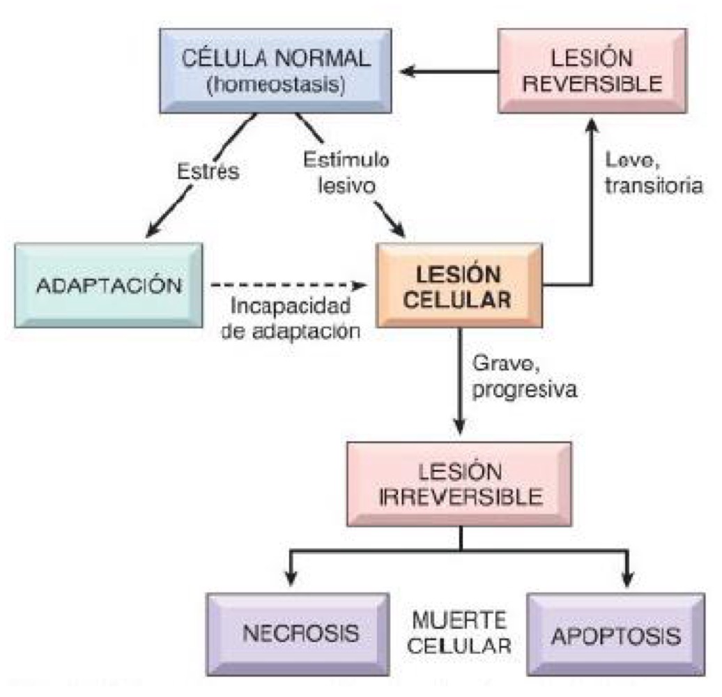 <p>- REVERSIBLE: Es donen canvis morfològics fonamentals. Quan l’estímul desapareix, les cèl·lules tornen al seu estat basal estable. Es dona en fases inicials i lesions lleus. És per tant lleu i reversible. Es caracteritza per:</p><p>Disminució les reserves d’ATP: per culpa de la disminució de la fosforilació oxidativa</p><p>Edema celular: ja que la cèl·lula no és capaç de mantenir la homeòstasi dels ions i els líquids ja que hi ha una disfunció en les bombes iòniques, situades a la membrana plasmàtica. Veurem com apareixen vacuoles transparents</p><p>Canvis grans: aparició de vacuoles lipídiques a citoplasma</p><p>Alteracions en orgànuls</p><p>- IRREVERSIBLE: Es dona si l’estímul o la lesió persisteix o és molt intens. La cèl·lula ja no es pot recuperar i finalitza amb la mort cel·lular ja sigui per apoptosi o necrosi.</p>