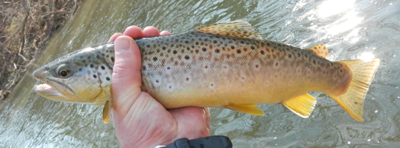 <p><span style="line-height: 115%;">Br</span>own to golden trout with black spots and scattered red/orange spots often haloed pale; squarer tail and less streamlined appearance than rainbow trout. </p>
