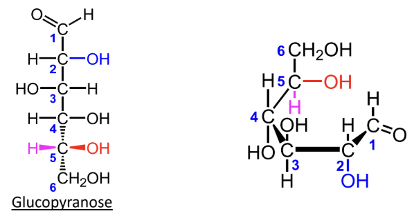 <p>For <strong>D-monosaccharides</strong>, where is the highest-numbered CH2OH group placed in the Haworth ring?</p>