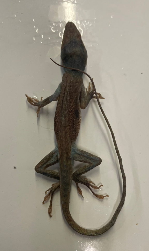 <p>Genus and species</p>