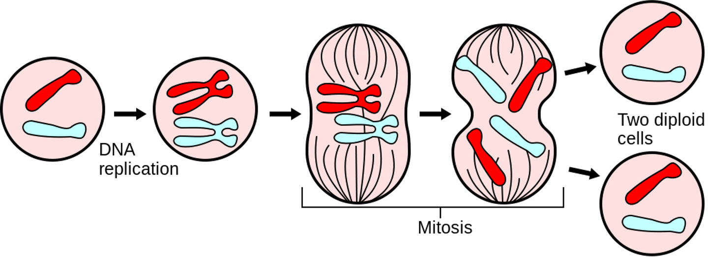 <p>long; mitosis/meiosis</p><p>(mitosis for somatic cells and meiosis to make gametes)</p>