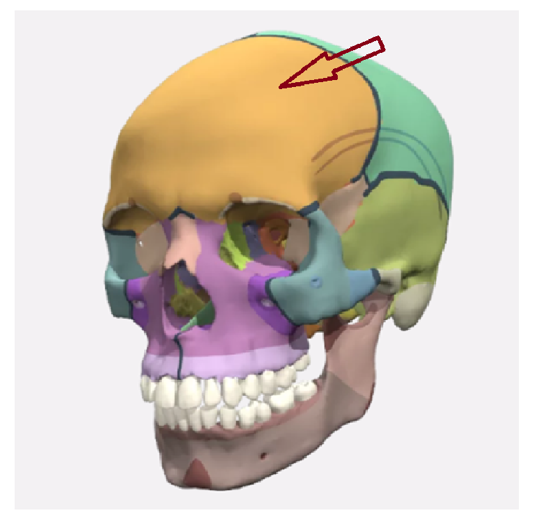 <p>What part of the skull is this? </p>