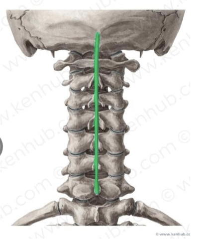 <p><span>Ligamenta supraspinale</span></p>