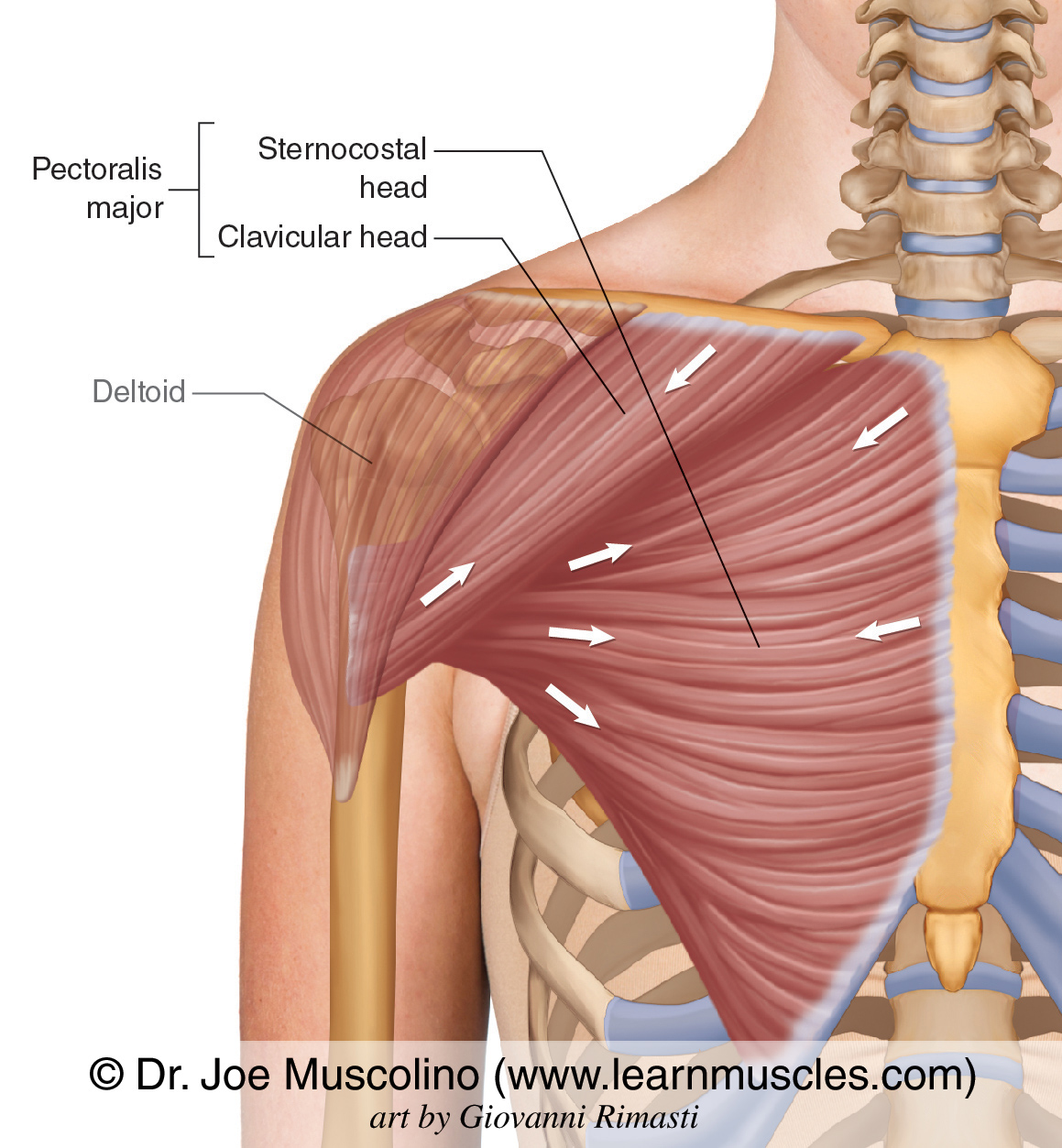 <p>2 heads: clavicular head, sternocostal head </p><p>O:</p><ul><li><p>clavicular head: anterior surface of the medial clavicle </p></li><li><p>sternocostal head: anterior surface of the sternum and associated costal cartilages, aponeurosis of the external oblique </p></li></ul><p>I: lateral lip of interubercular groove of the humerus </p><p>A:</p><ul><li><p>clavicular head only: shoulder flexion </p></li><li><p>sternocostal head only: shoulder extension, when in a flex position </p></li><li><p>both heads: adduct and internally rotate the shoulder </p></li></ul><p>N: medial and lateral pectoral nerves </p>