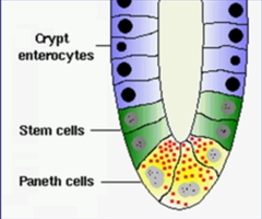 <p>Secrete Antibacterial Enzymes (Lysozymes, Defensins, Glycoproteins) to regulate Bacterial Flora</p>
