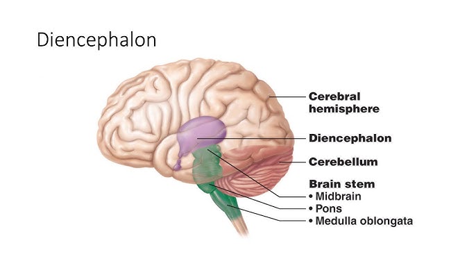 <p>Diencephalon</p><p><strong> Parts?</strong></p>