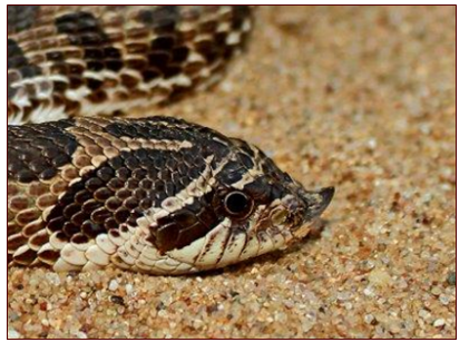 <p>nonvenomous</p>