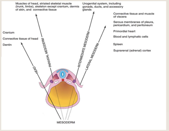 <p><strong>Somatic</strong> (parietal) layer forms: </p><ul><li><p>Body wall, Limb skeleton, <strong>Parietal</strong> layers of <strong>serous</strong> membranes (pericardium, pleura, peritoneum) </p></li></ul><p><strong>Splanchnic</strong> (visceral, inner) layer forms: </p><ul><li><p>Heart and blood vessels , smooth muscle/connective tissue of gut , <strong>Visceral</strong> layers of <strong>serous</strong> membranes</p></li></ul><p></p>