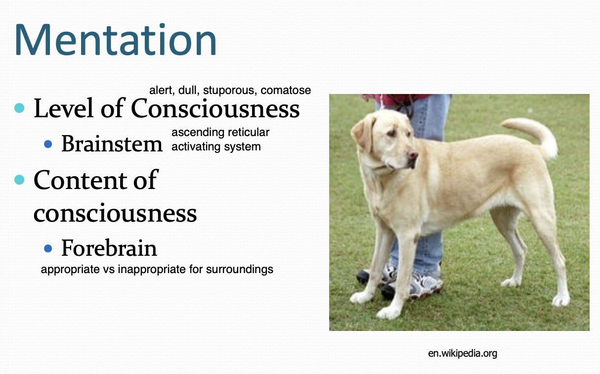 <p>- Level of consciousness (Brainstem; Ascending reticular activating system)</p><p>- Content of consciousness (Forebrain)</p>