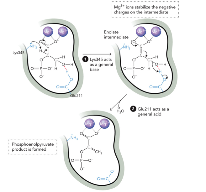 <p>STEP 1: Lys345 removes a proton (H<sup>+</sup>) from the alpha carbon (C-H next to carbonyl), this creates enolate intermediate</p><p>Electrons shift:</p><p>C-H → C=C</p><p>C=O → O<sup>-</sup></p><p>STEP 2: Mg<sup>2+</sup> stabilizes the negative charge, Glu211 acts as acid and donates H<sup>+</sup> to the -OH group, this converts -OH → good leaving group (H<sub>2</sub>O)</p><p>STEP 3: Elimination, water leaves (H<sub>2</sub>O removed), double bond forms, Phosphoenolpyruvate product is formed</p>